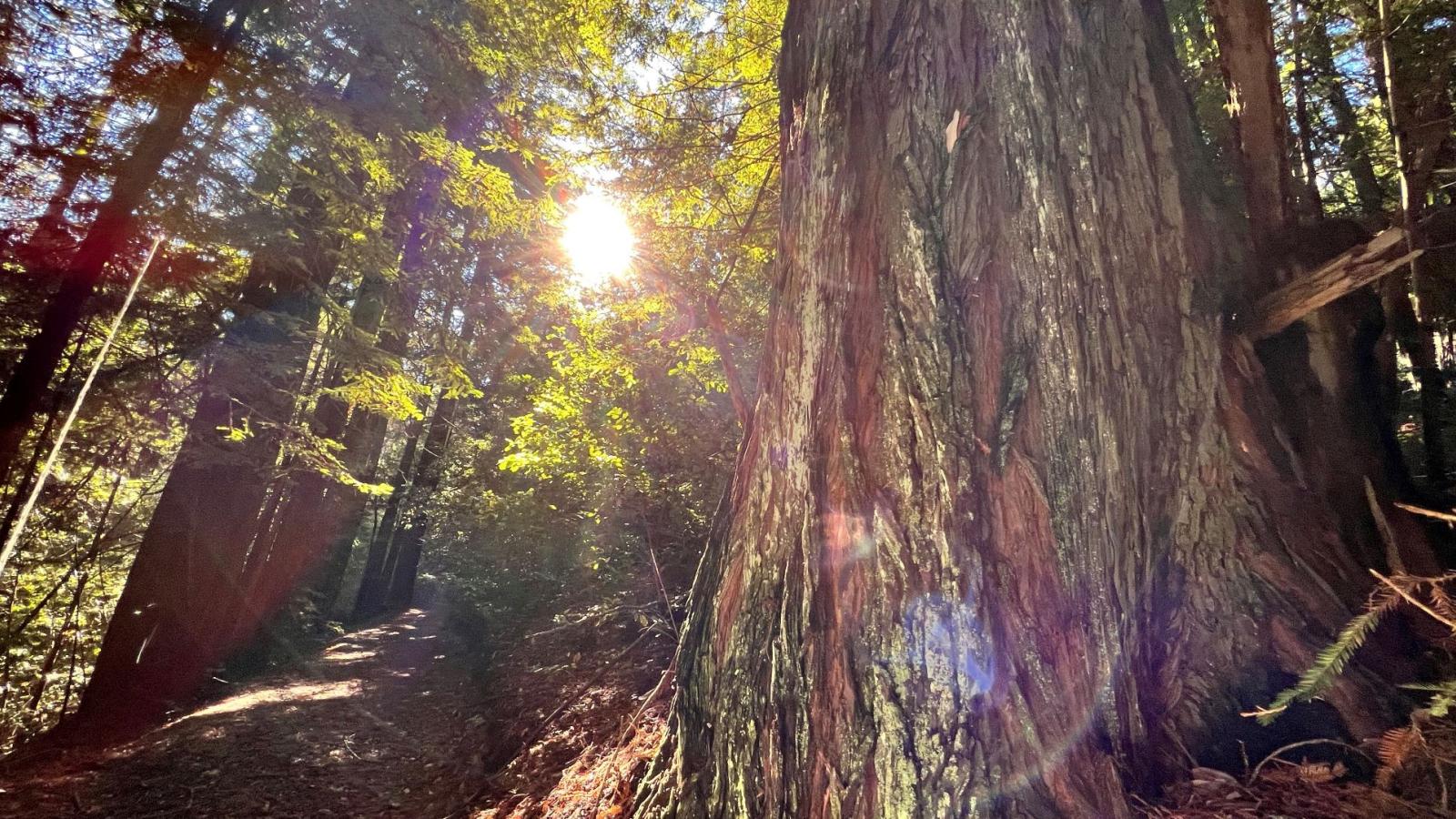 Redwoods and sunlight at La Honda Creek Preserve