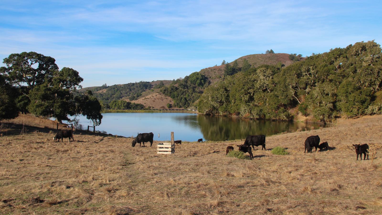 Cattle grazing near Lower Turtle Pond