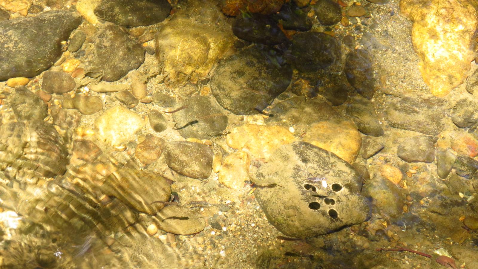 Steelhead Trout Fry swimming in La Honda Creek