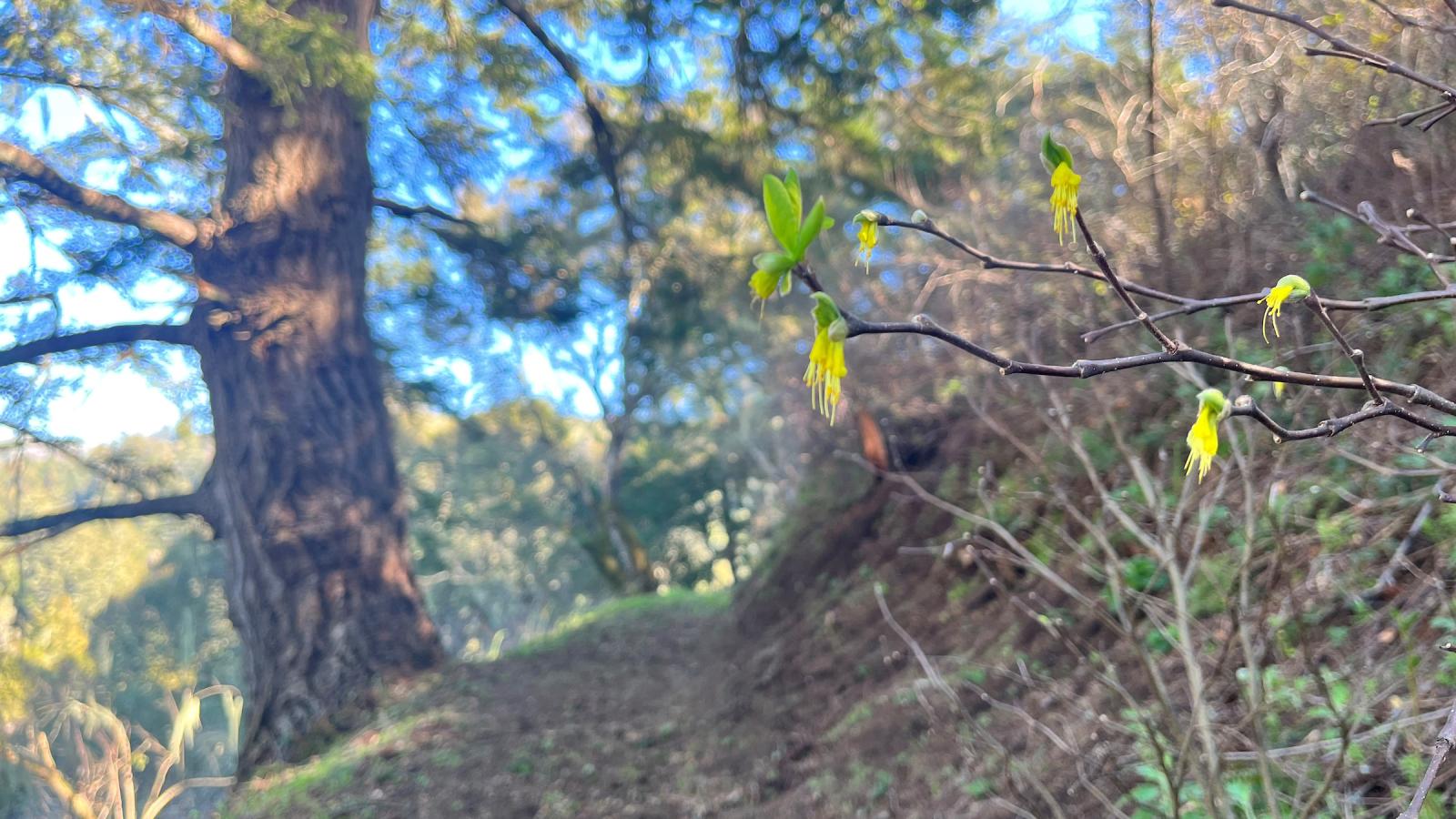 Western leatherwood flowers at La Honda Creek