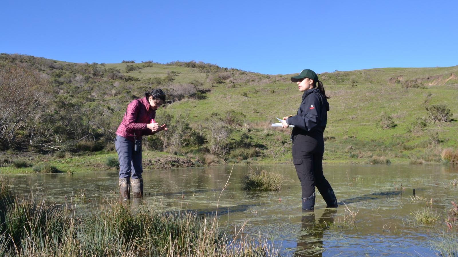 Midpen staff surveying a pond in La Honda Creek Preserve