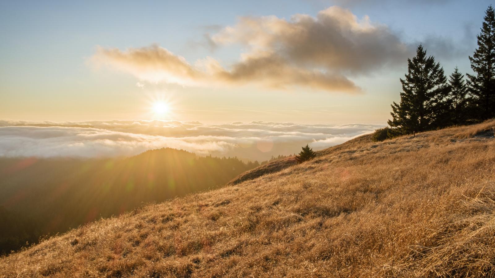 Sun beams over a grassy hill