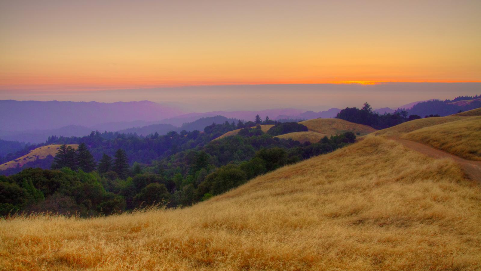 golden hills and green forest at sunset