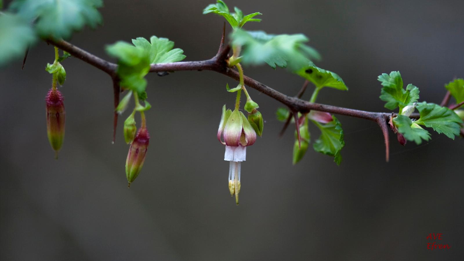 Gooseberry flowers