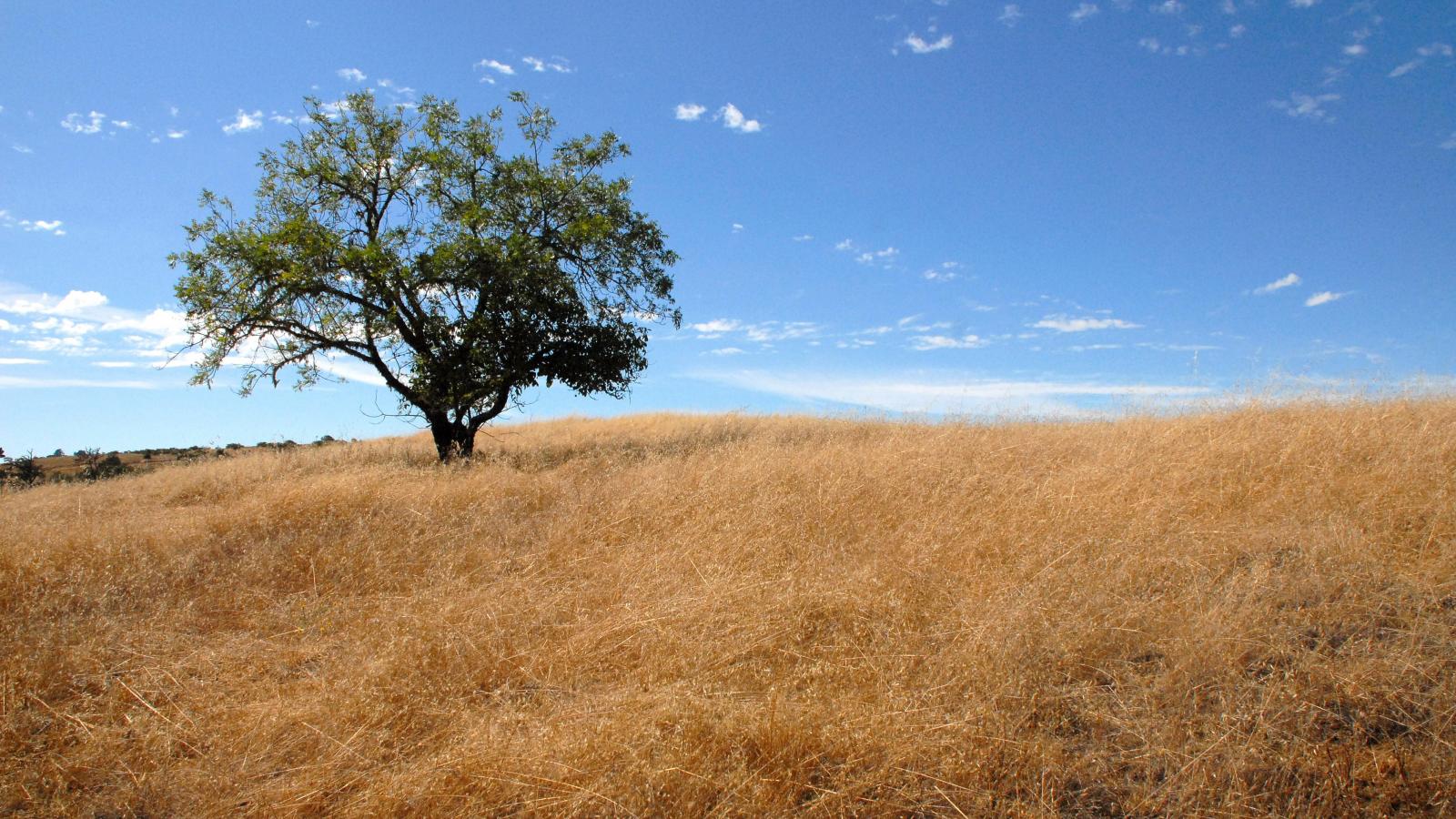 Walnut Tree at Los Trancos Preserve