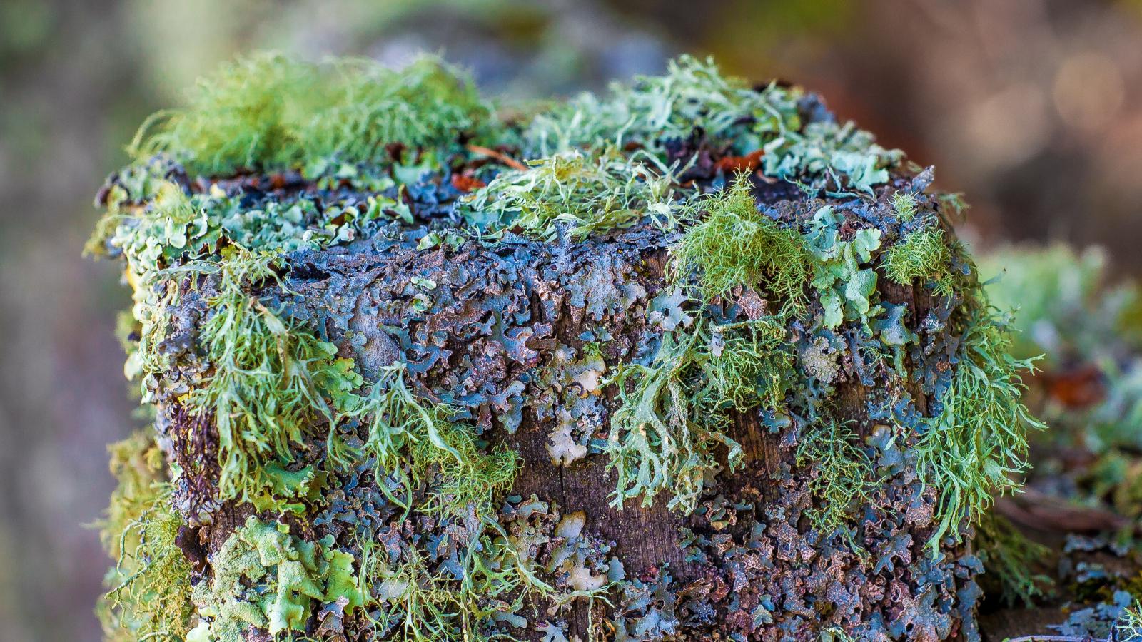 lichen on fence