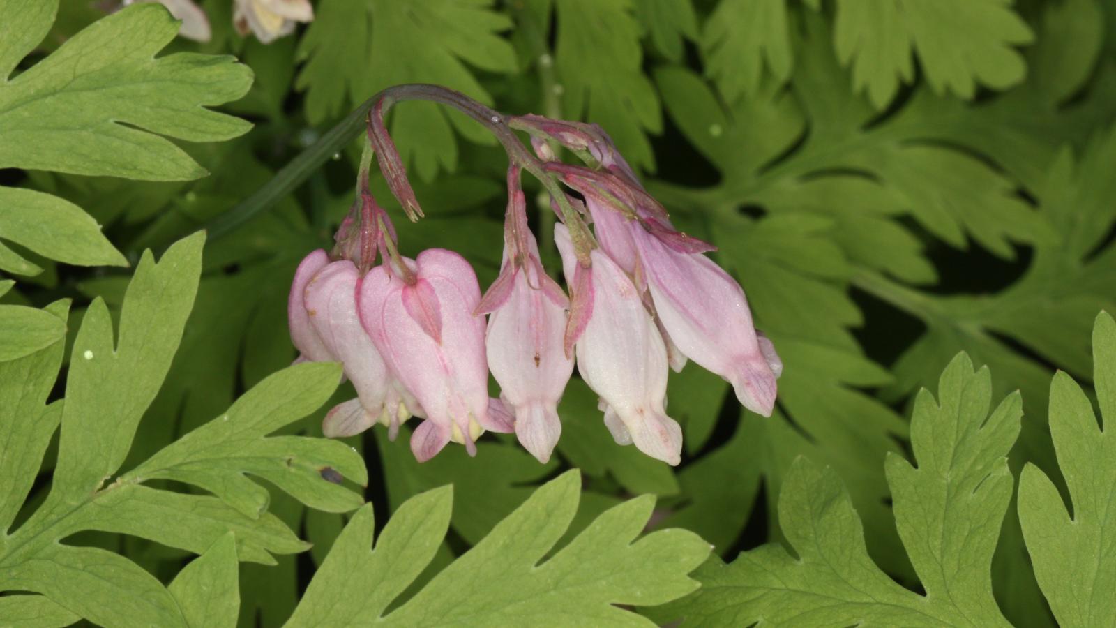 Pacific bleeding heart flowers in Los Trancos (John Nelson)