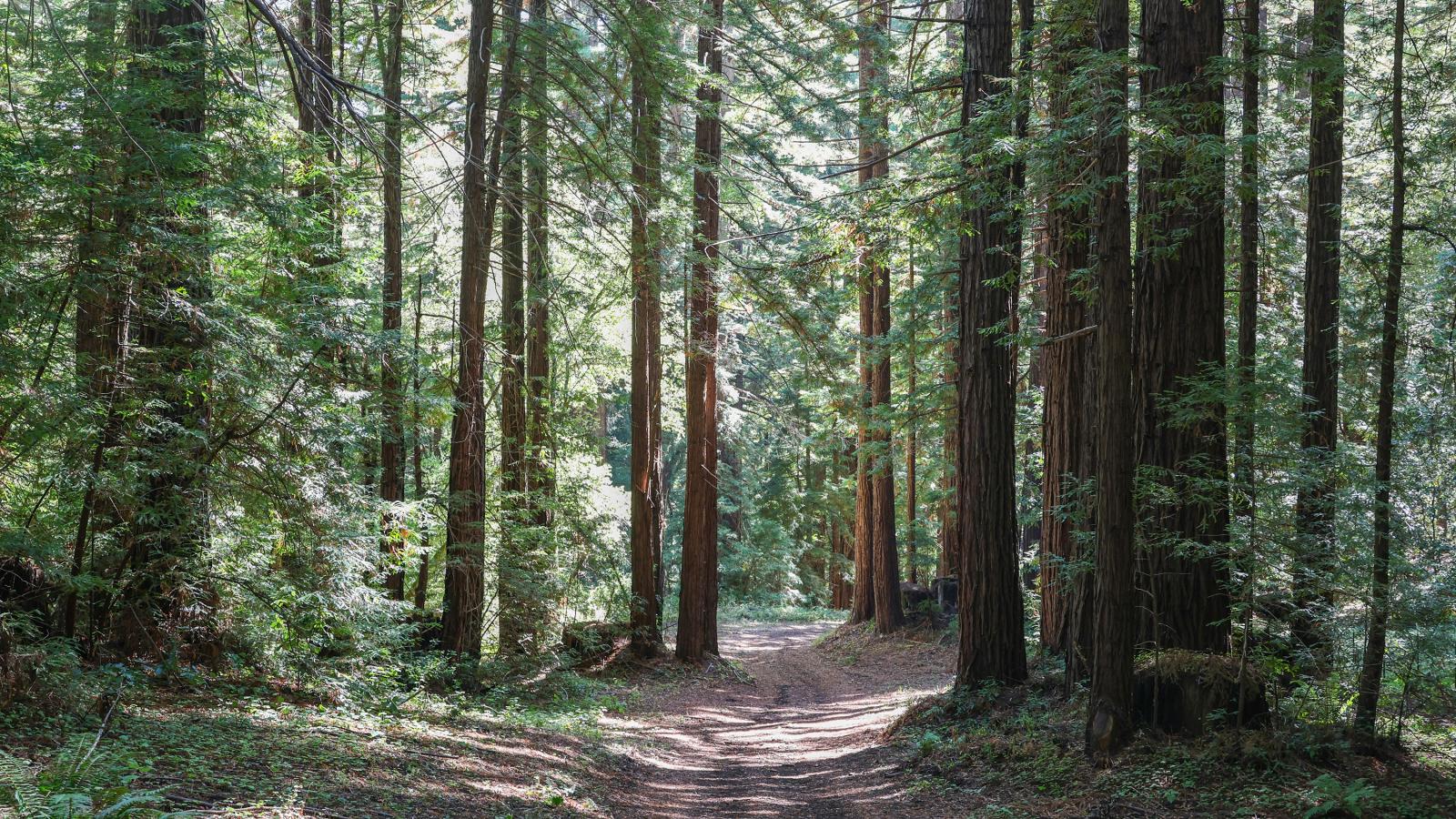 Lonely Forest Trail Lonely Forest Trail