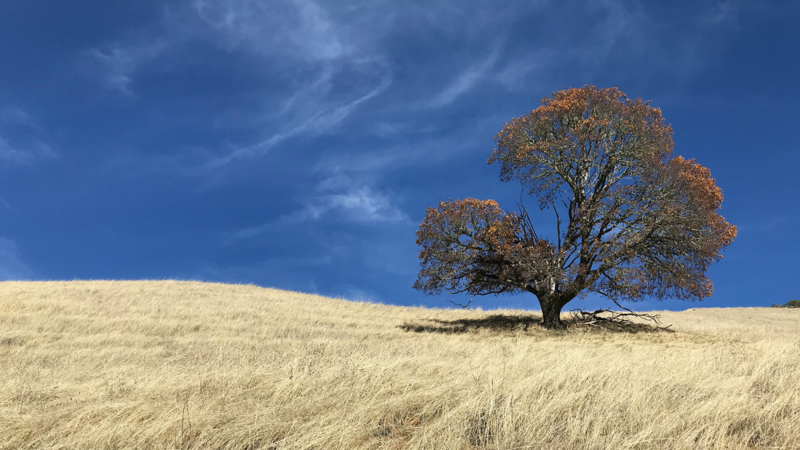 Photo of a lone oak at Monte Bello Preserve