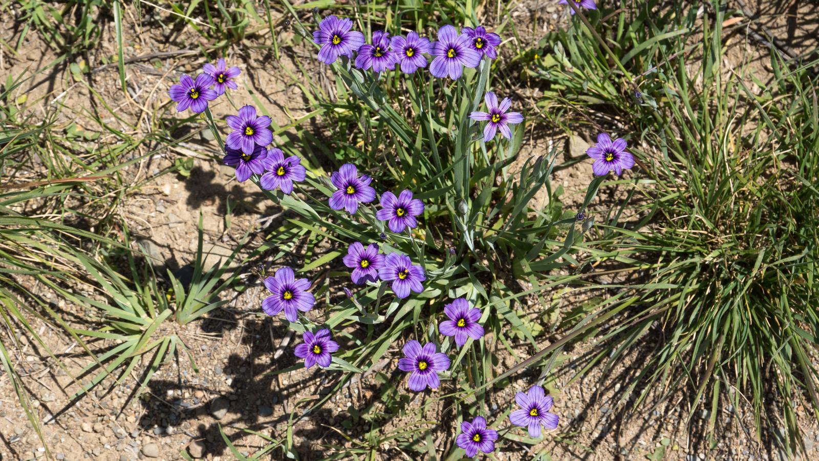 Western blue-eyed grass in Monte Bello Preserve by Karl Gohl