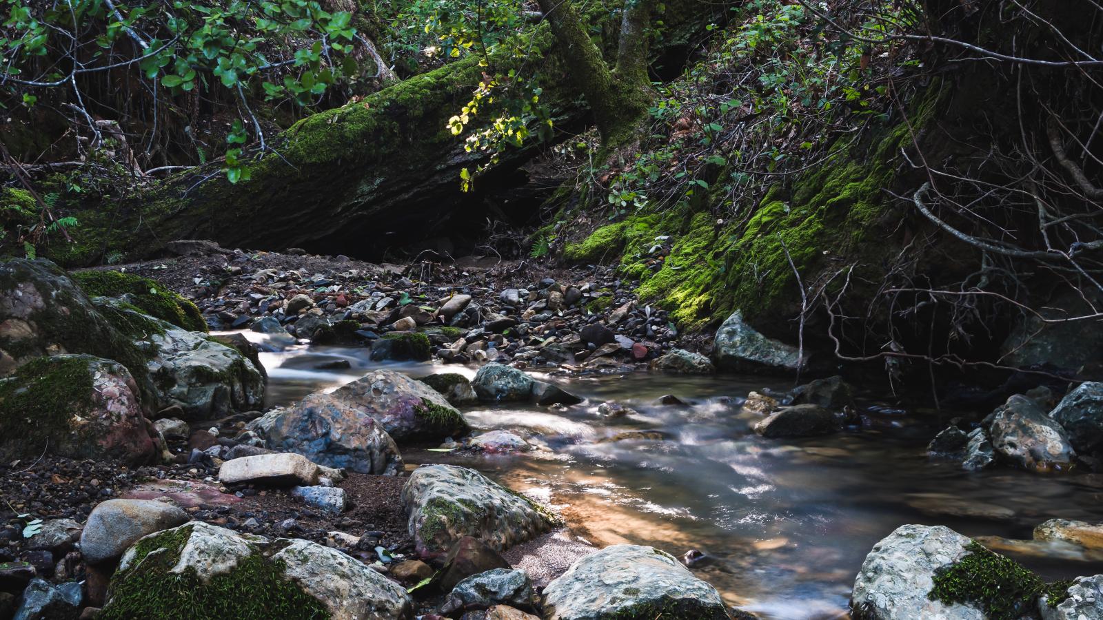 A creek with boulders.