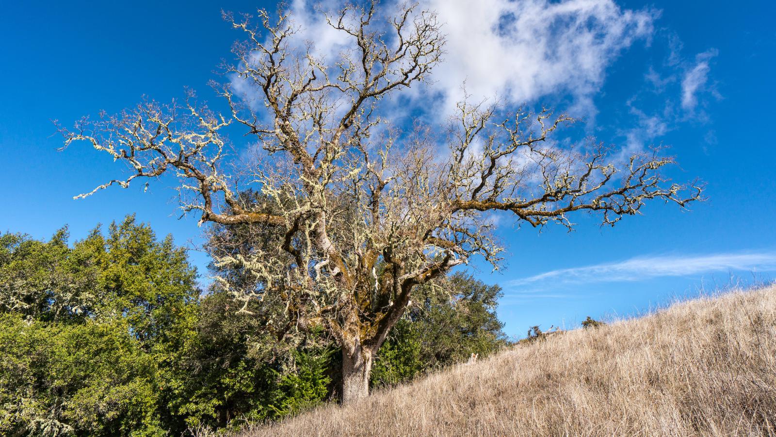 Picture of single oak tree with no leaves