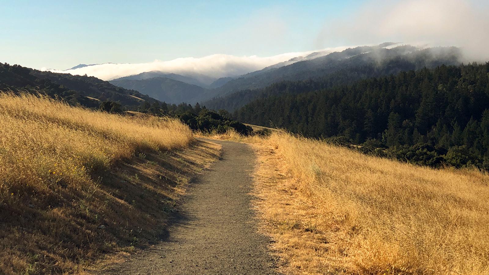 a trail running between golden grasslands with fog along the ridgeline in the background