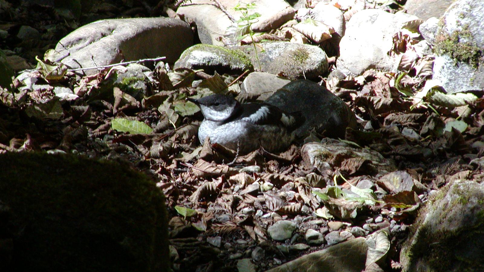 photo of a Marbled Murrelet
