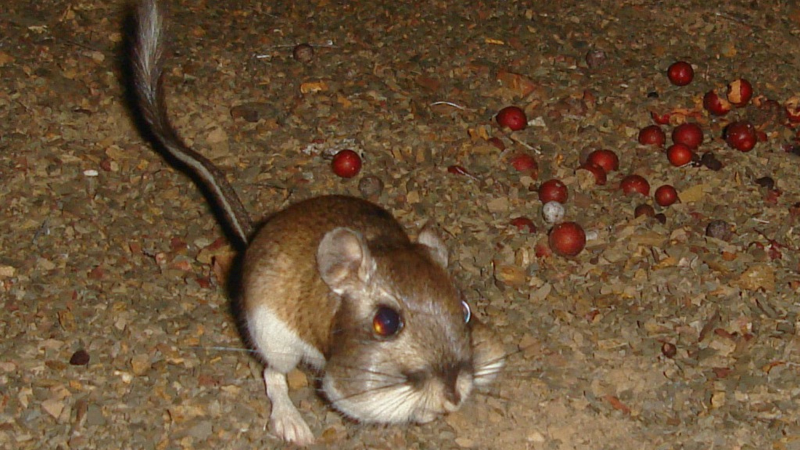 Wildlife camera photo of kangaroo rat