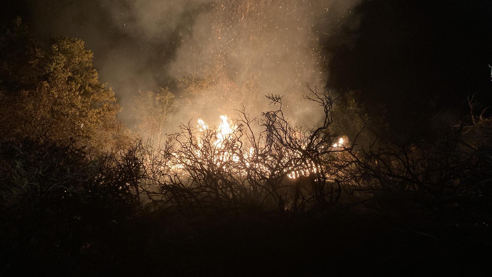 Wildfire burning trees in darkness
