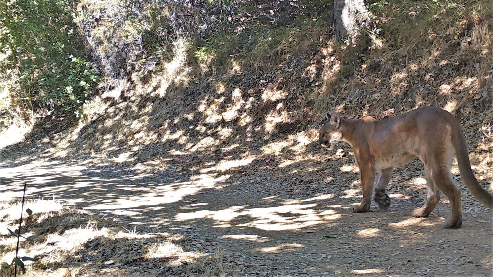 Mountain Lions | Midpeninsula Regional Open Space District