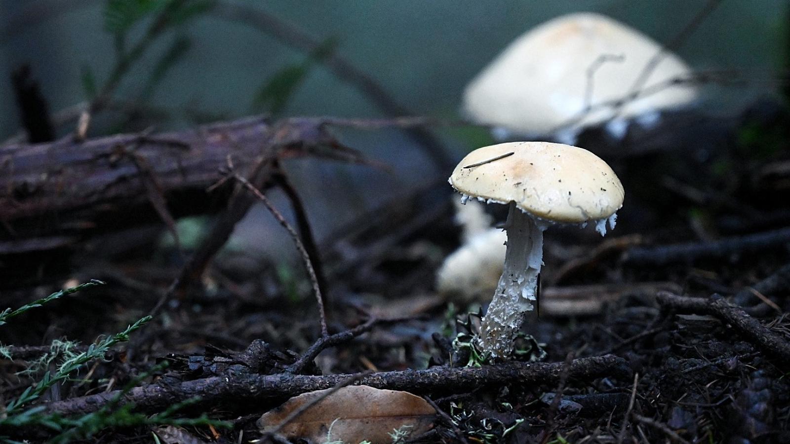 Mushrooms in the forest