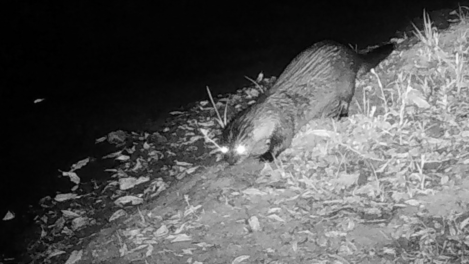 Wildlife camera image of a river otter at night.