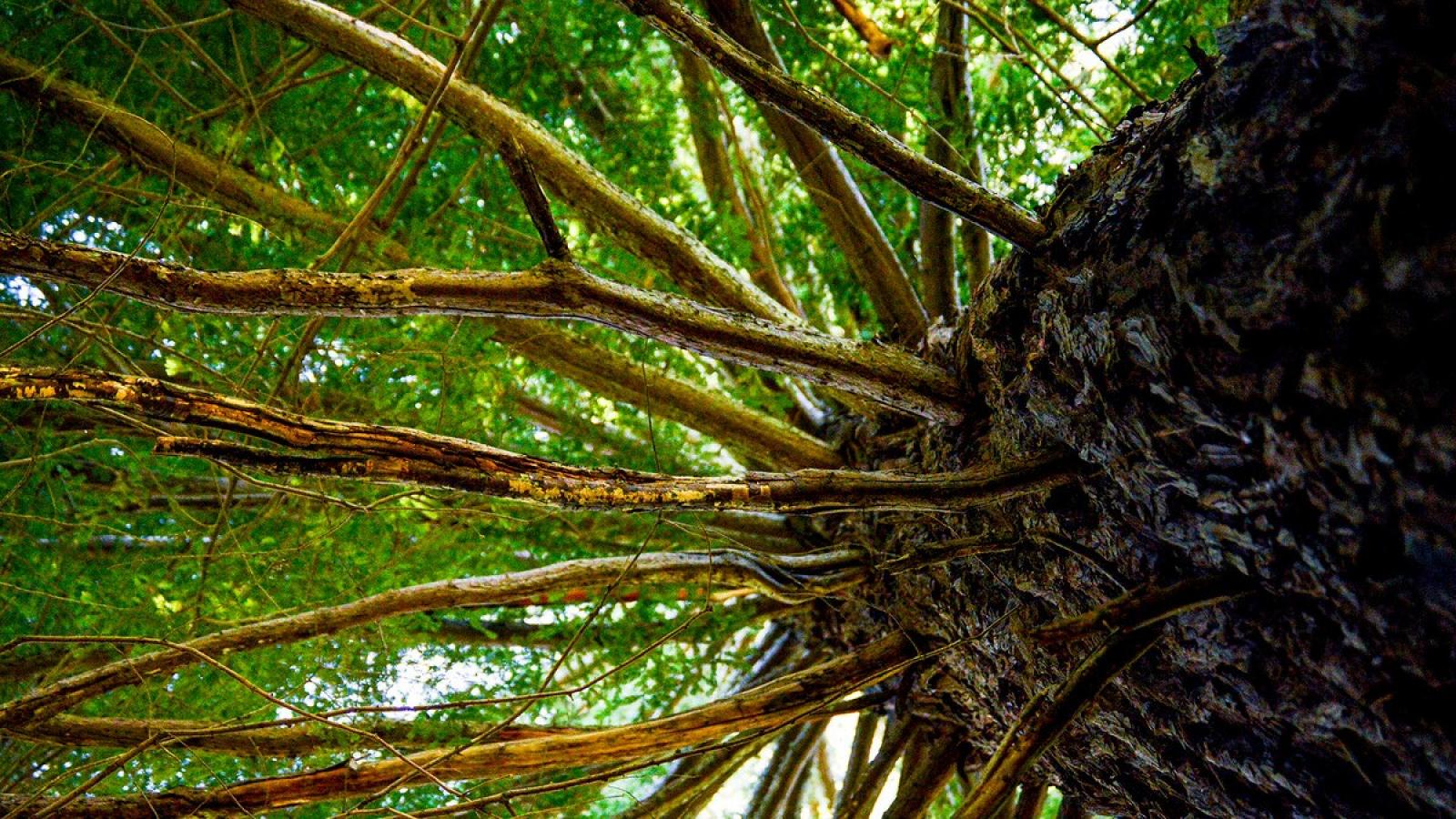 Redwood branches. Photo by Christian Santos.