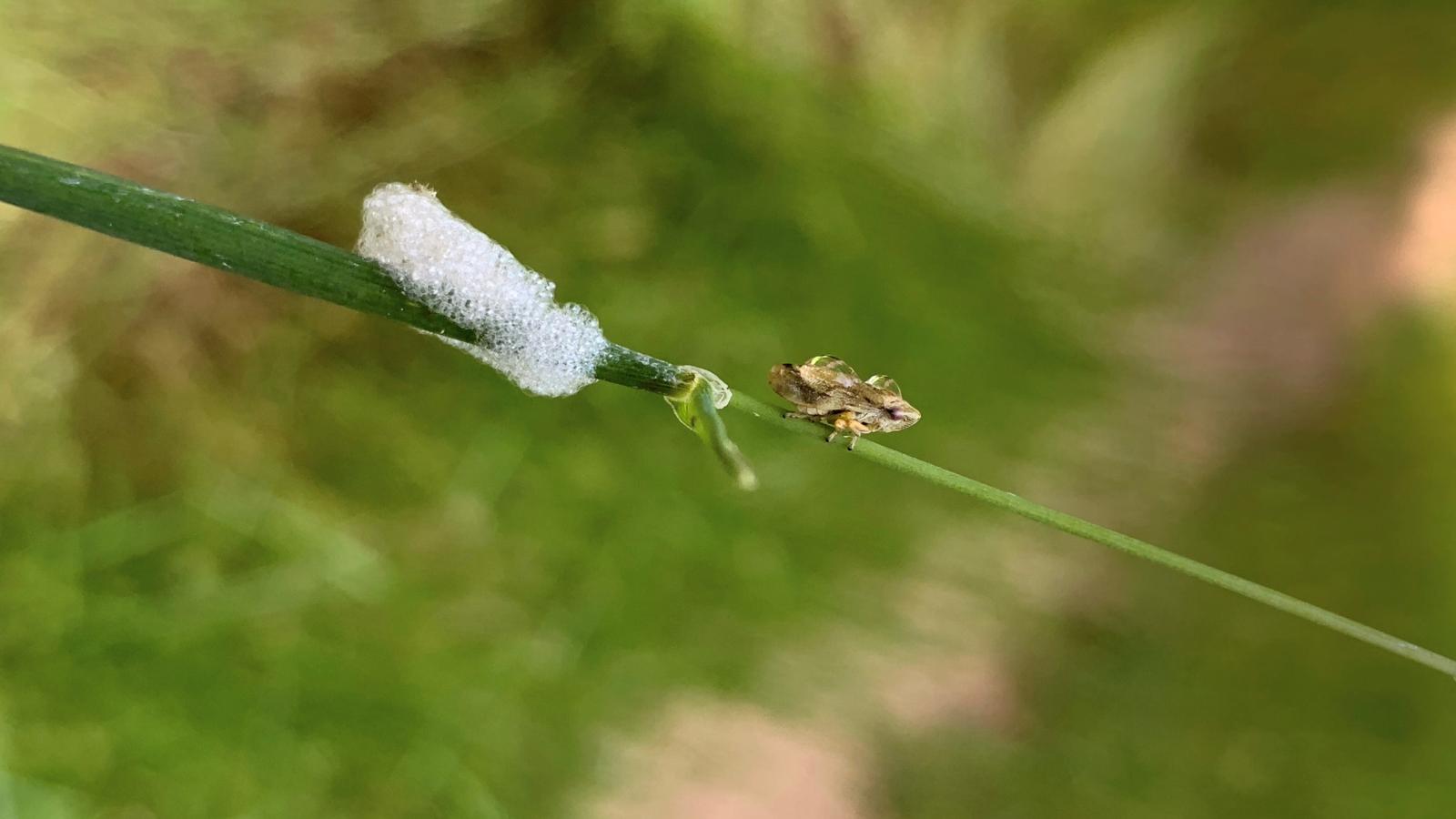 Meadow spittlebug (Eleanor Raab)