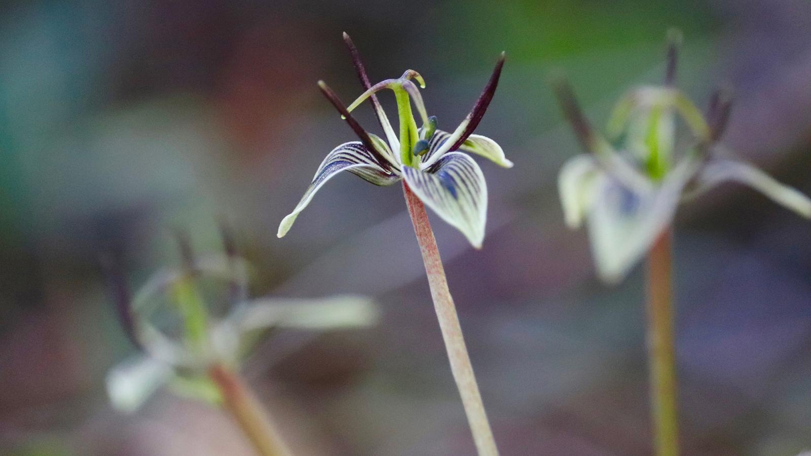 Fetid adder's tongue flowers