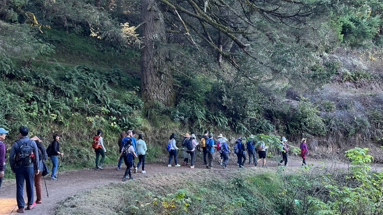 Hikers in Purisima Creek Redwoods