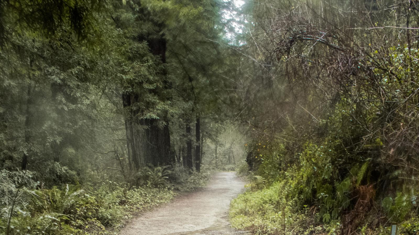 a rainy trail lined with trees