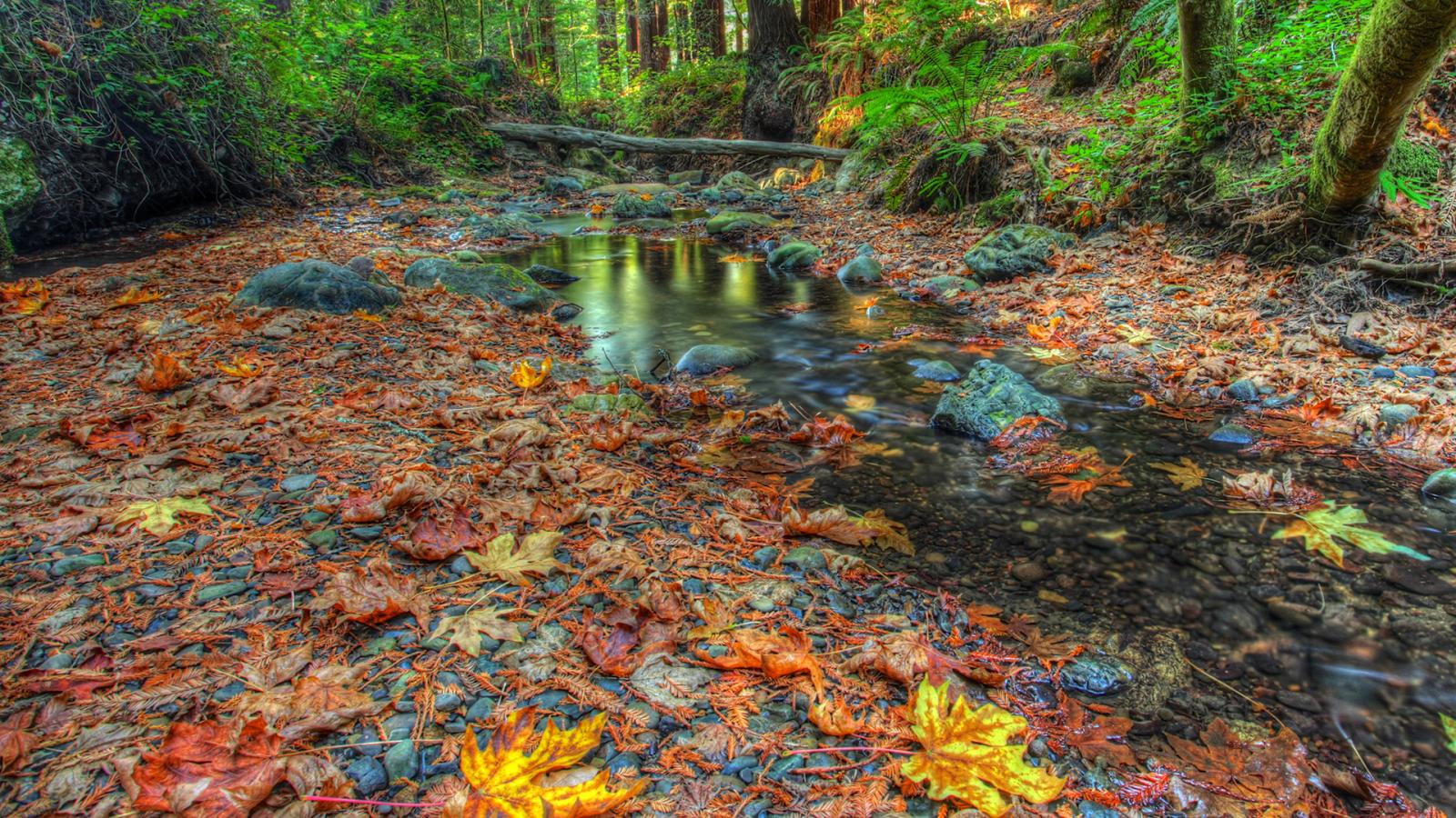 Yellow and orange leaves floating on a creek