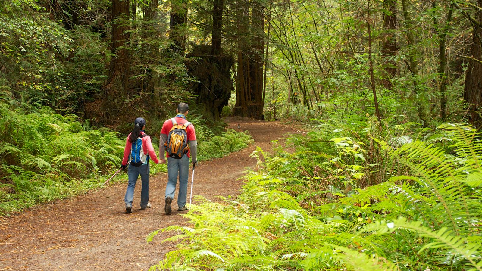 a couple hiking in the woods