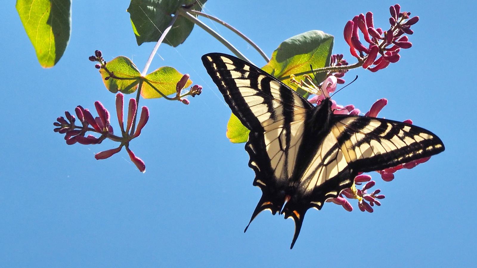 Photo of tiger swallowtail butterfly on honesuckle branch