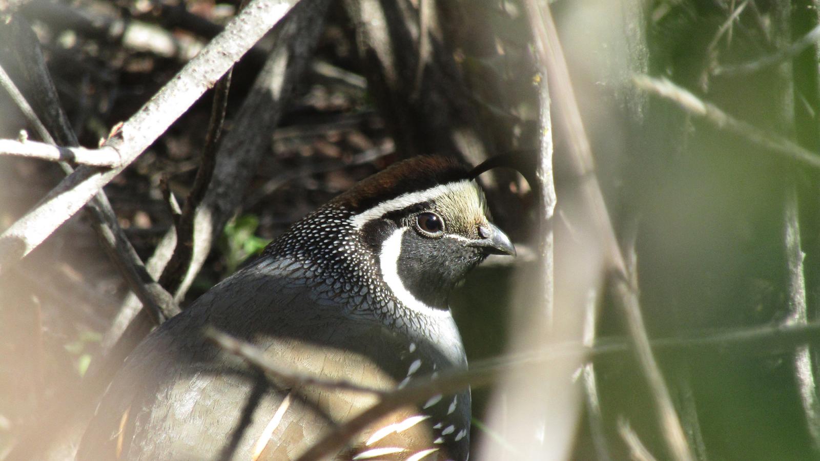 a quail peeking out from the bushes