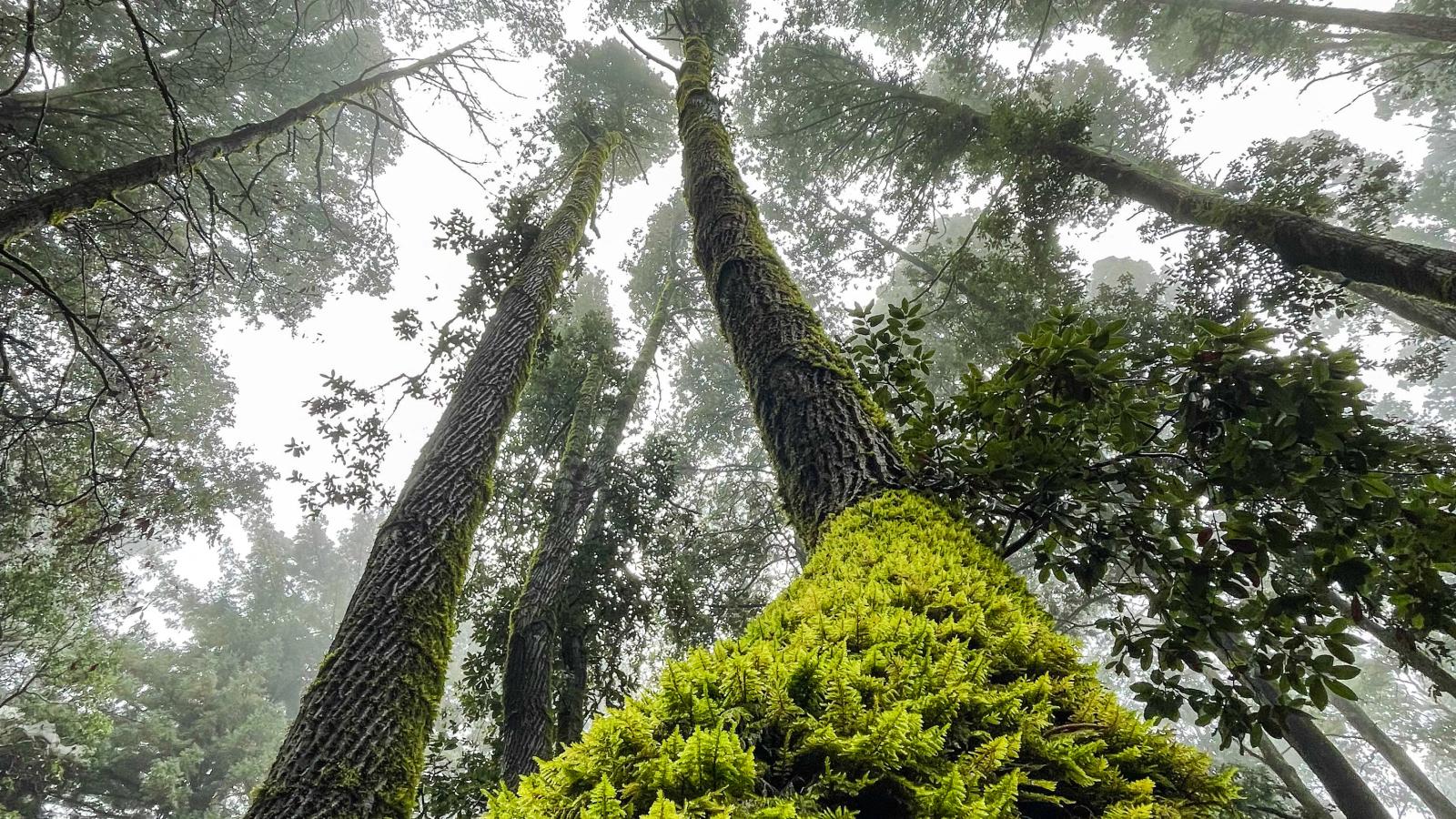 Looking up at canopy of trees and cloudy sky