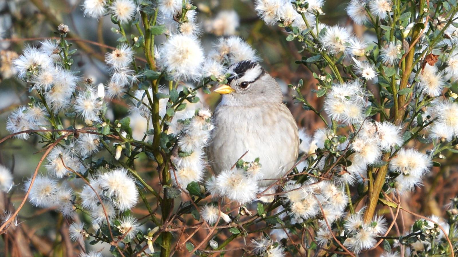 A sparrow blends into the flowers of a coyote brush plant