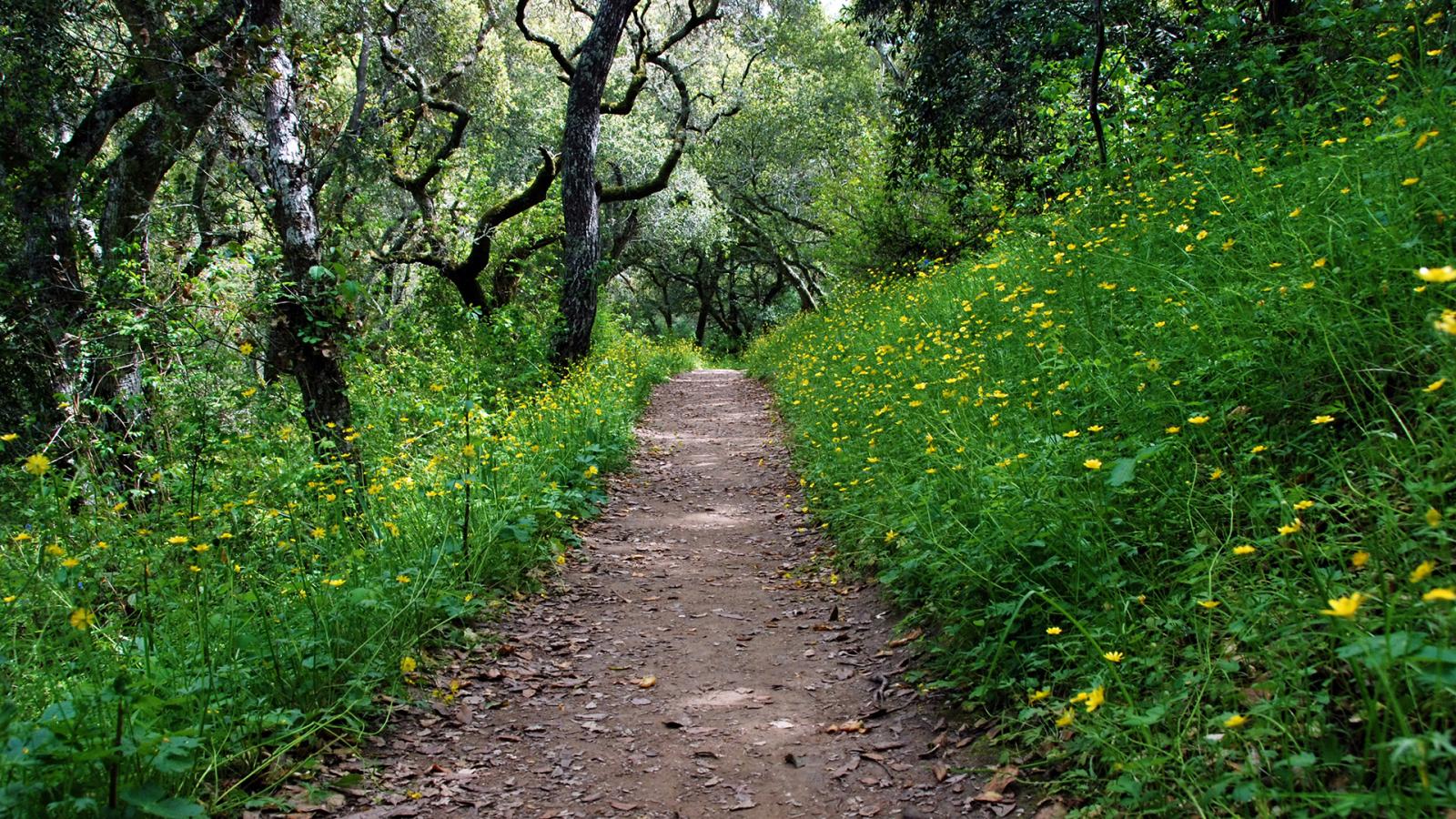 a trail running through buttercups