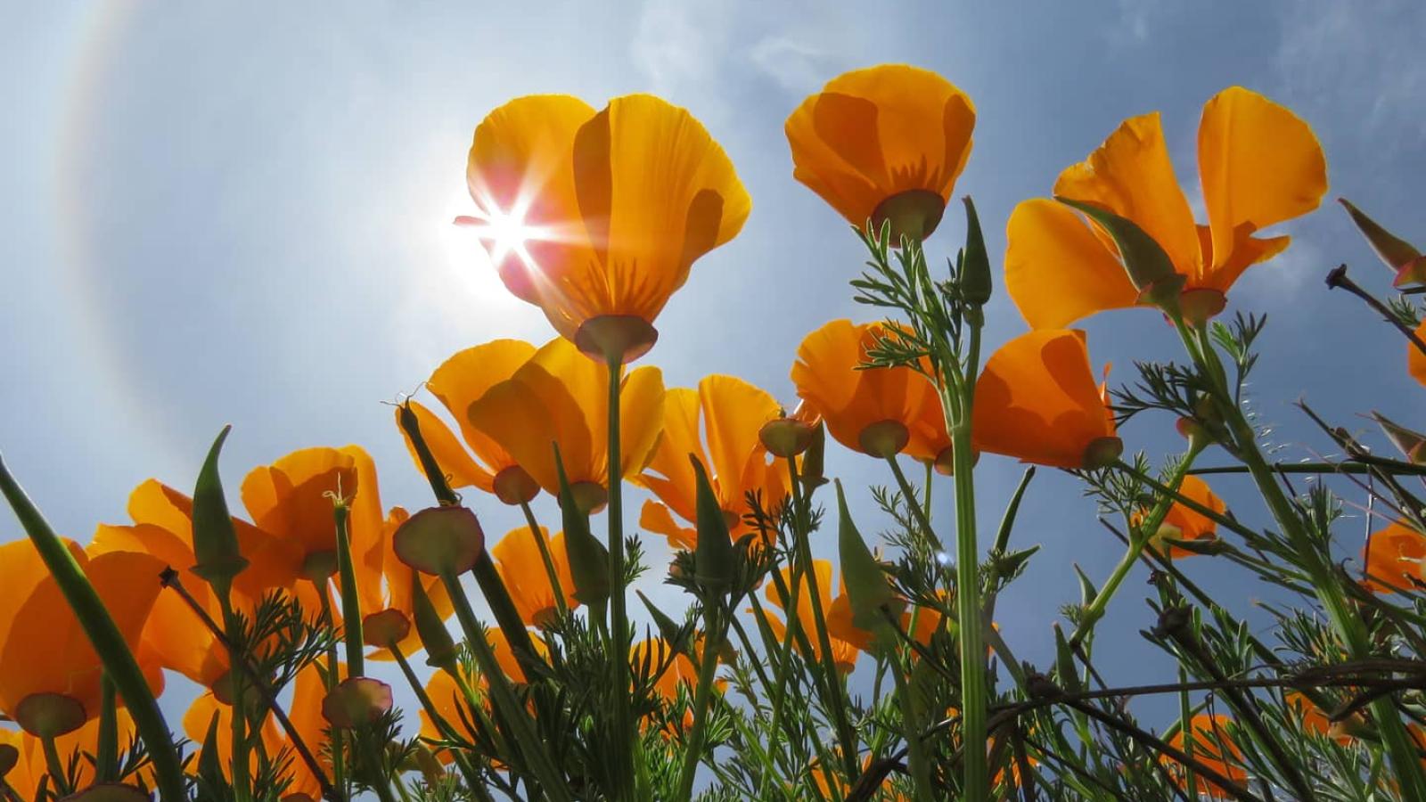 Closeup of a cluster of California poppies with the sun and blue sky in the background