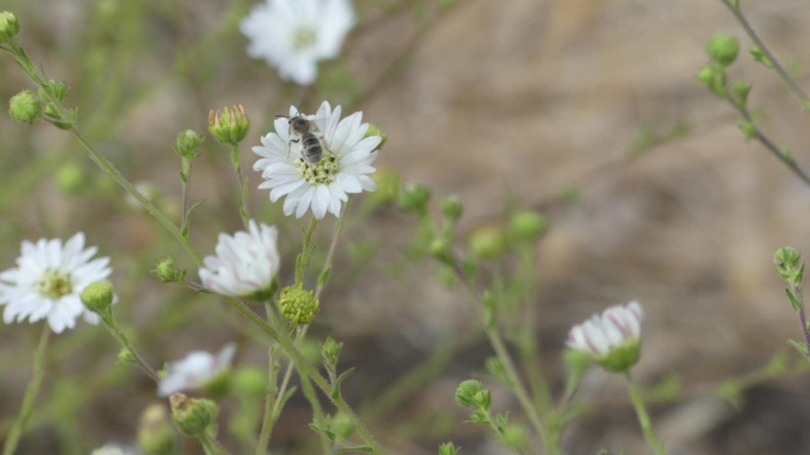 A bug sits on the white flower of a native tar plant