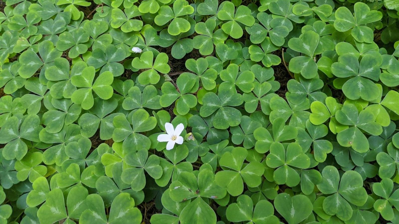 Redwood Sorrel