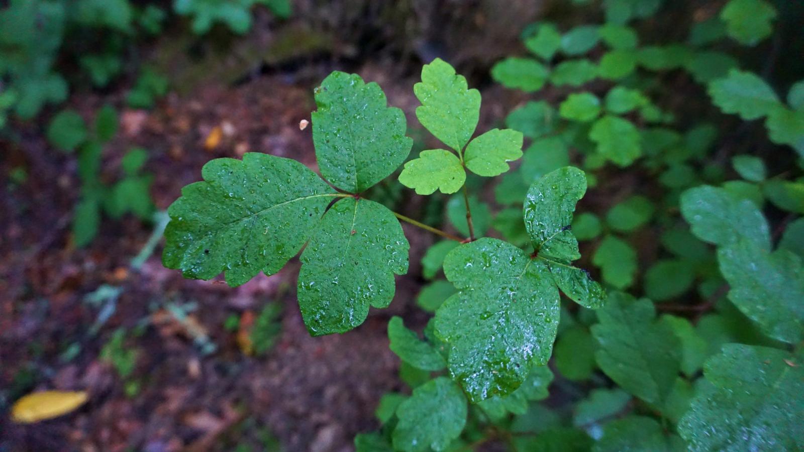 Poison Oak | Midpeninsula Regional Open Space District