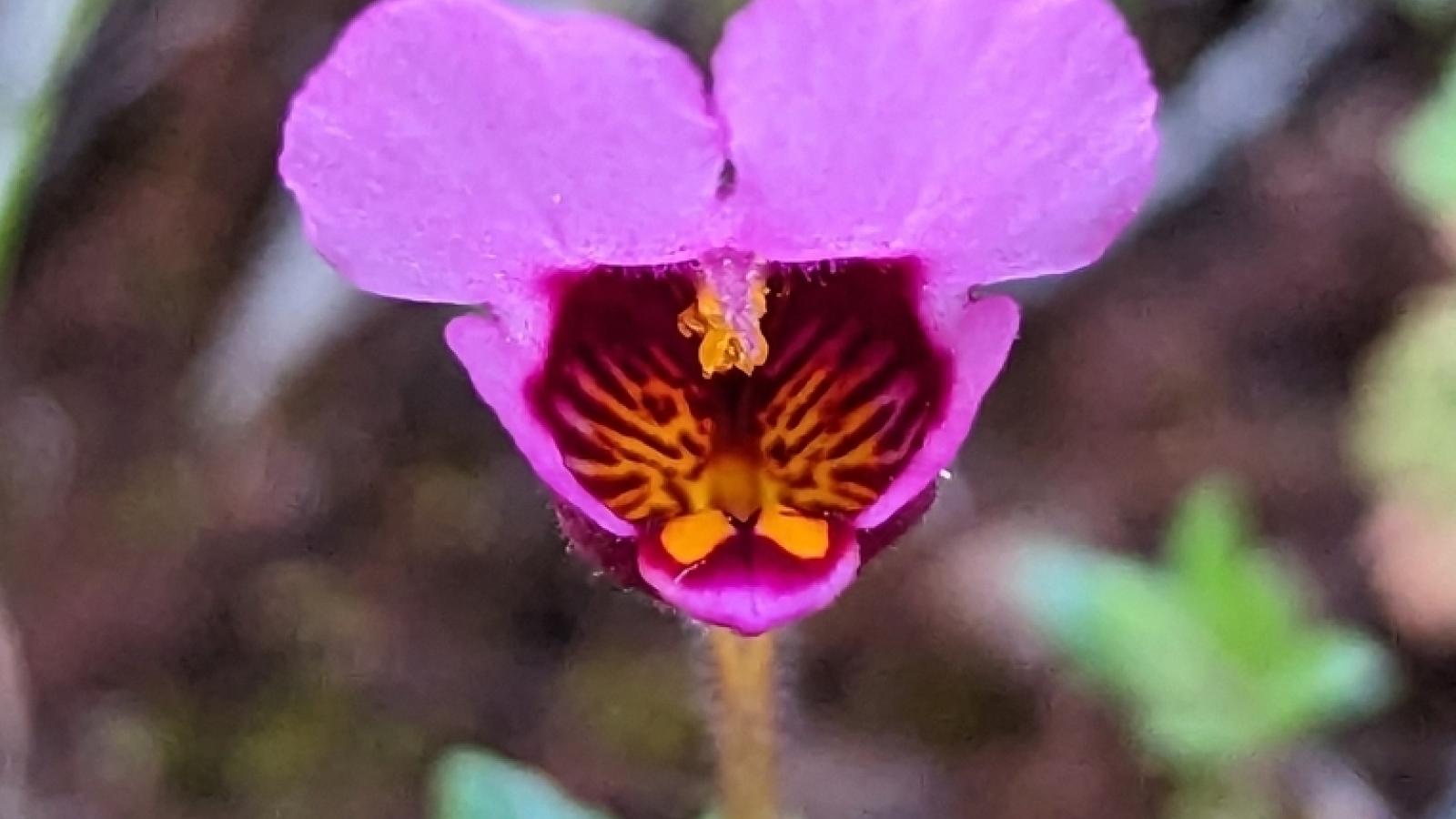 Wildflowers in Serpentine Soils | Midpeninsula Regional Open Space District