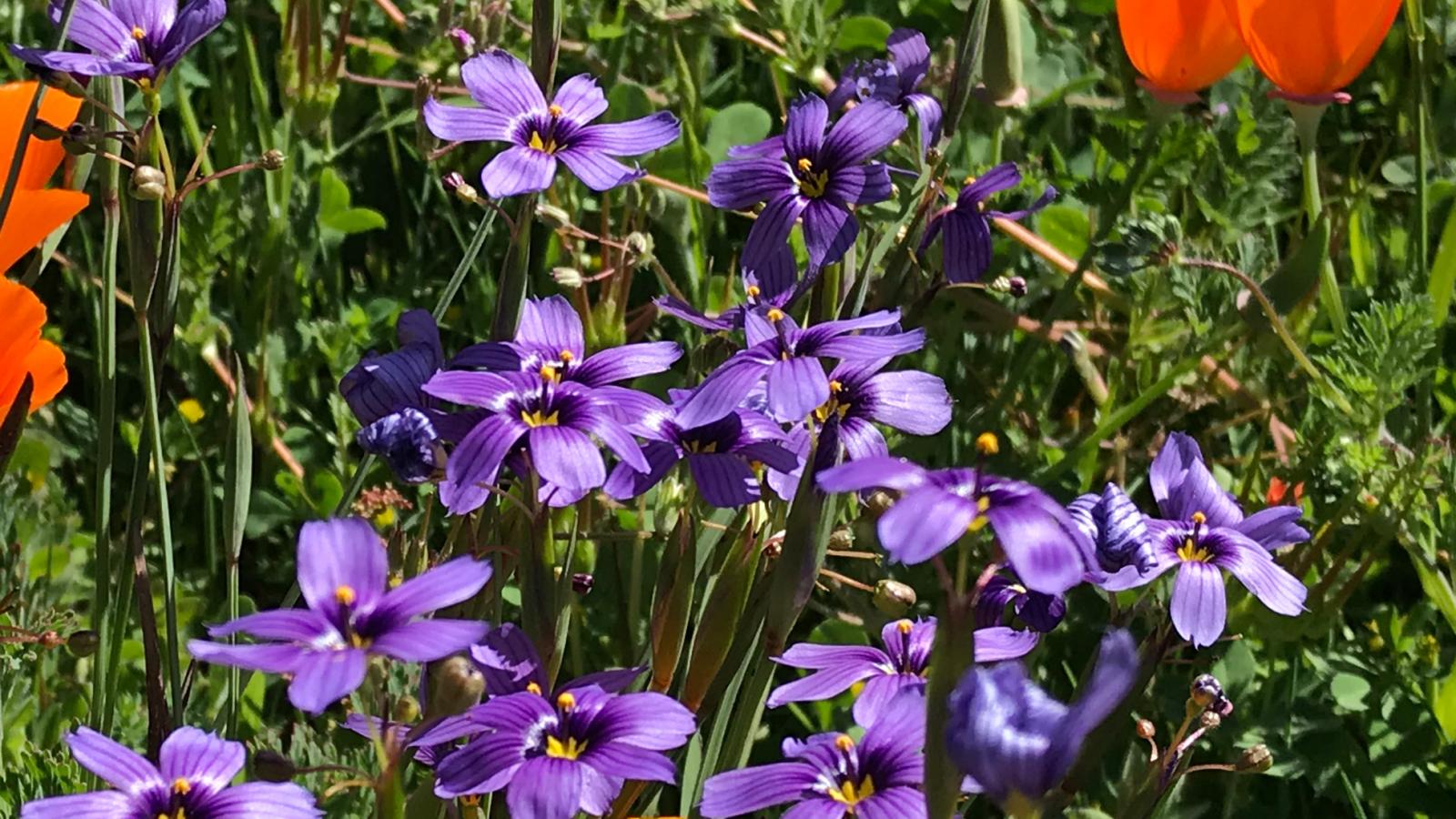 purple flowers