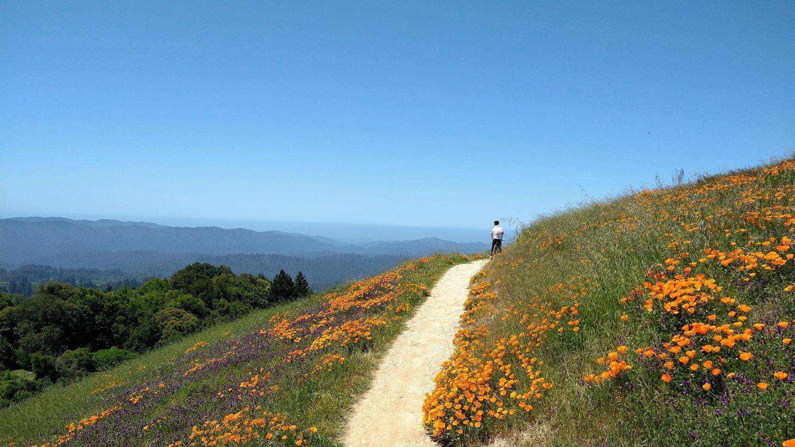 a bicyclist on a trail lined with poppies