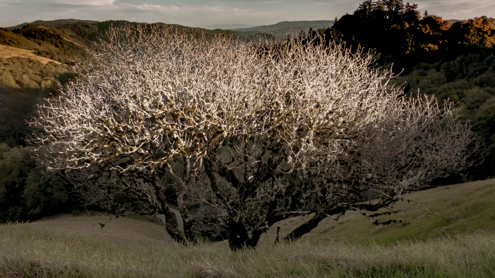 a bare tree against a hillside