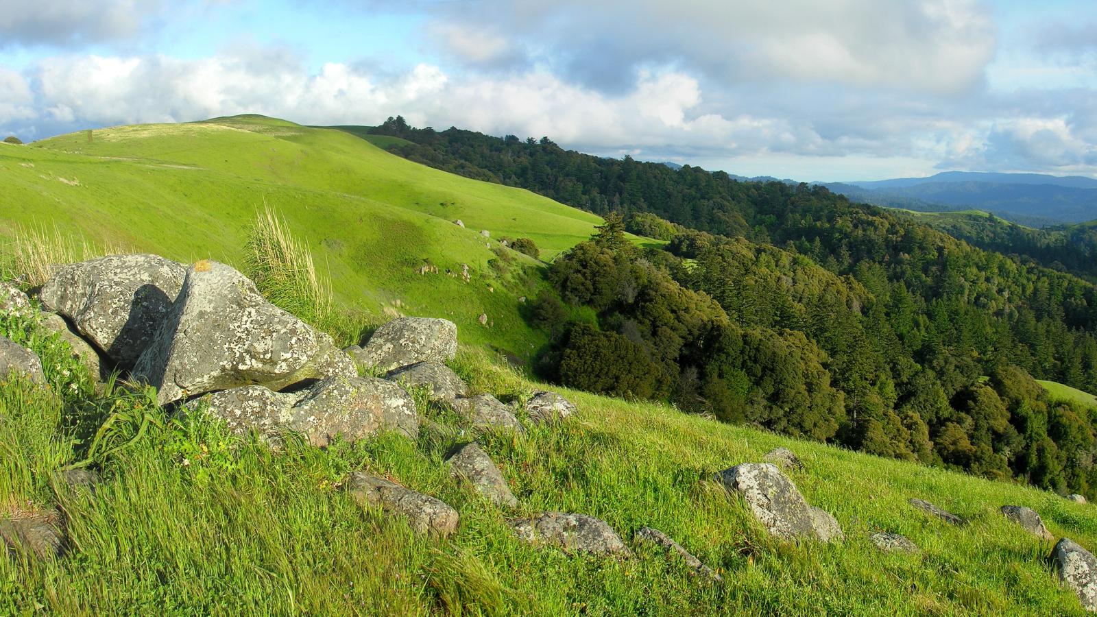 Grassy hills and blue sky with puffy clouds at Russian Ridge Preserve