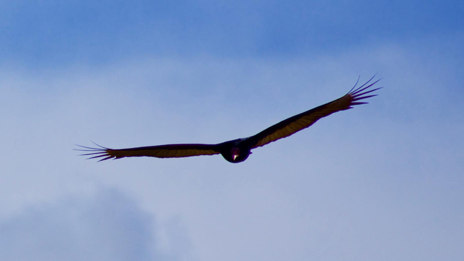 Turkey vulture (Kathy Beyer)