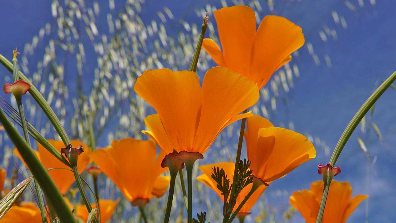 California poppies