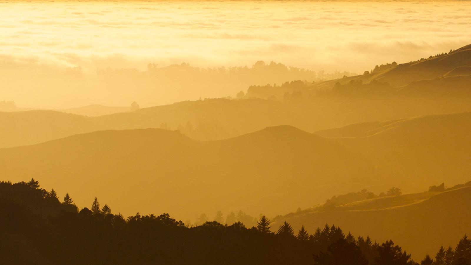 Fog Over Golden Hills