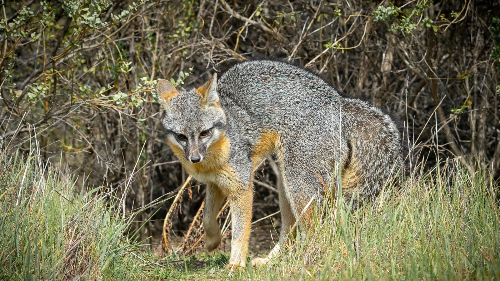 Gray fox (Tristan Paine)