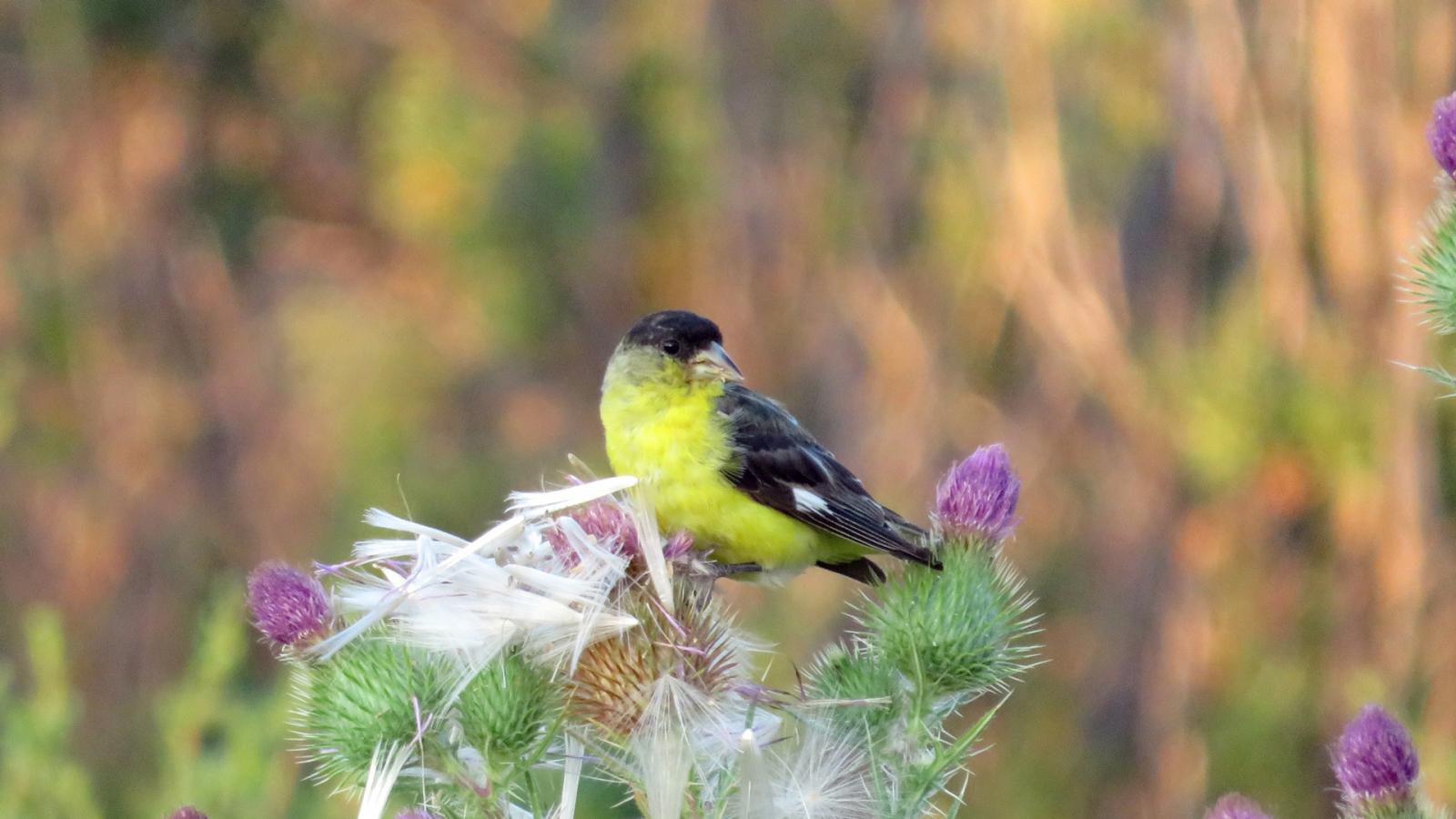 yellow bird sitting on thistle