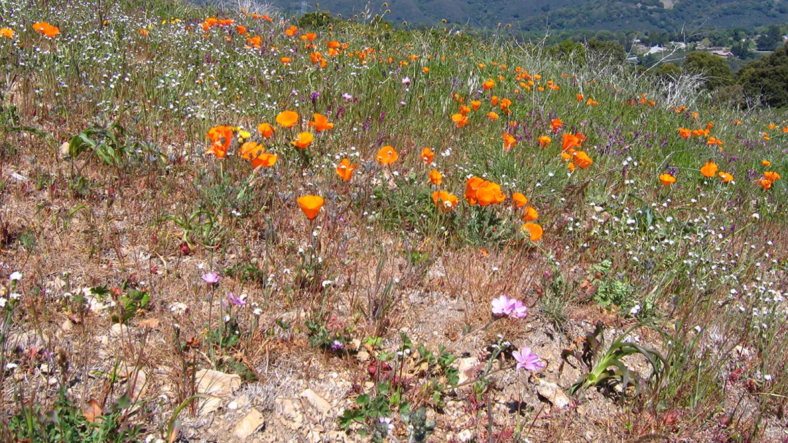 wildflowers blooming in open grasslands